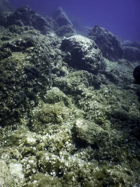 海底の岩 水中生活 — ストック写真