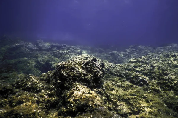 stock image Rocks at Bottom of Ocean Floor, Underwater Life