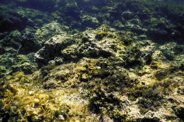 海底の岩 水中生活 — ストック写真