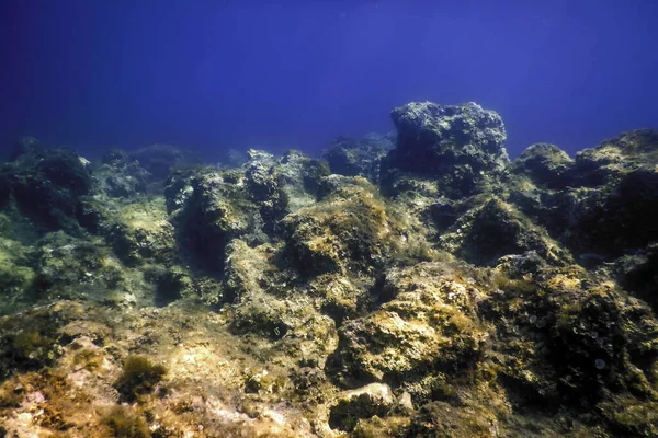 Rocas Fondo Del Fondo Del Océano Vida Submarina — Foto de Stock
