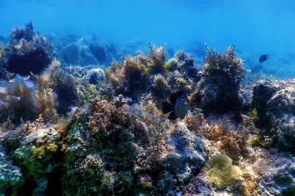 Altı Resifleri Deniz Yosunları Mavi Sualtı Arka Planı — Stok fotoğraf