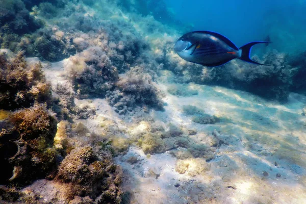 stock image Underwater landscape reef with algae, Blue underwater background