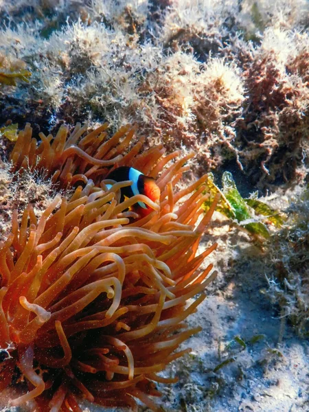 Pez Payaso Del Mar Rojo Amphiprion Bicinctus Mar Rojo Pez — Foto de Stock