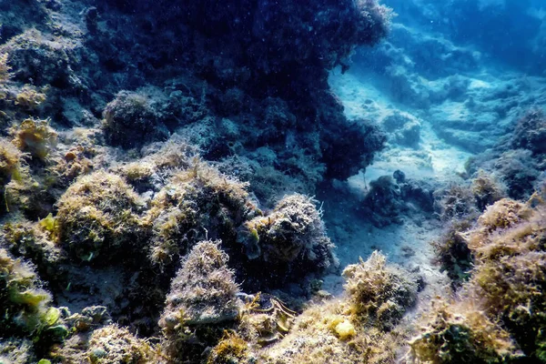 Arrecife Paisaje Submarino Con Algas Fondo Submarino Azul —  Fotos de Stock