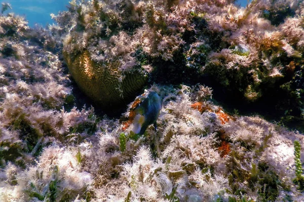 Recife Paisagem Subaquática Com Algas Fundo Subaquático Azul — Fotografia de Stock