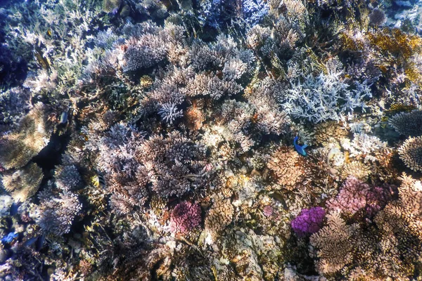 珊瑚礁 热带水域 海洋生物的水下景观 — 图库照片