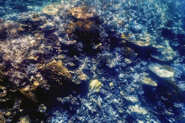 Podwodny Widok Rafę Koralową Wody Tropikalne Życie Morskie — Zdjęcie stockowe