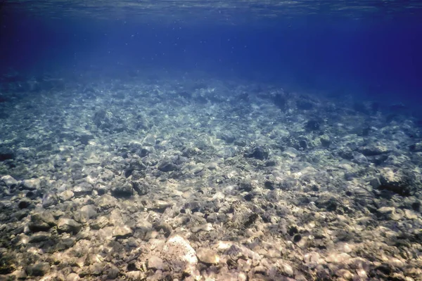 Zeeleven Onderwater Rotsachtige Zeebodem Onderwater Leven — Stockfoto