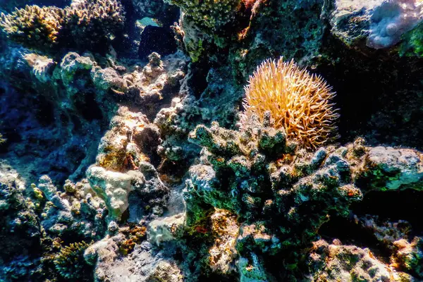 Mercan Resifinin Sualtı Manzarası Tropikal Sular Deniz Yaşamı — Stok fotoğraf