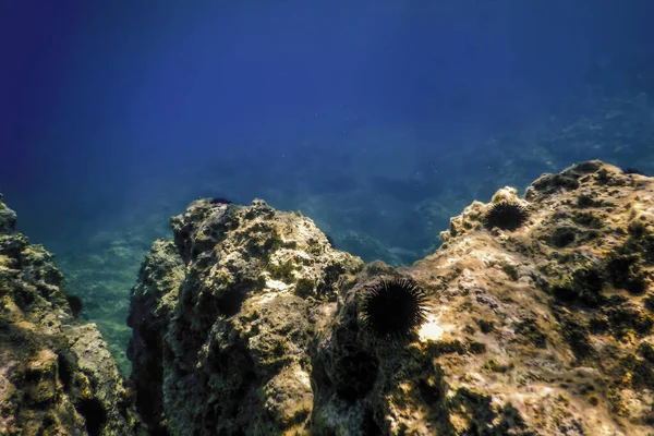Sea Life Underwater Rocky Seabed, Underwater Life