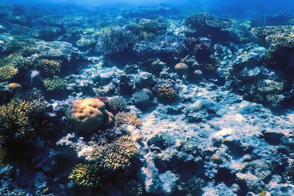 Mercan resifinin sualtı manzarası, tropikal sular, deniz yaşamı.