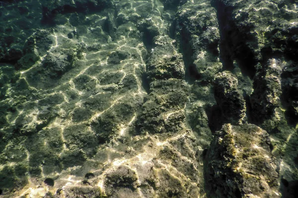 海水中ロッキーシーブド 水中生命 — ストック写真
