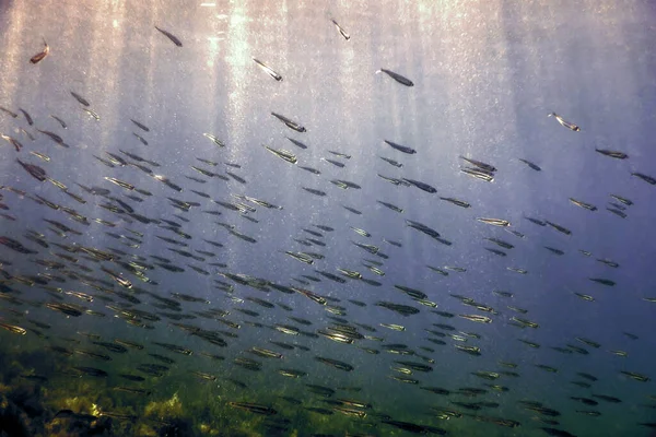 Rybí Škola Podmořské Dno Středozemní Moře — Stock fotografie