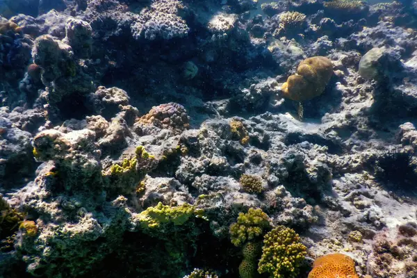 サンゴ礁 熱帯水 海洋生物の水中ビュー — ストック写真