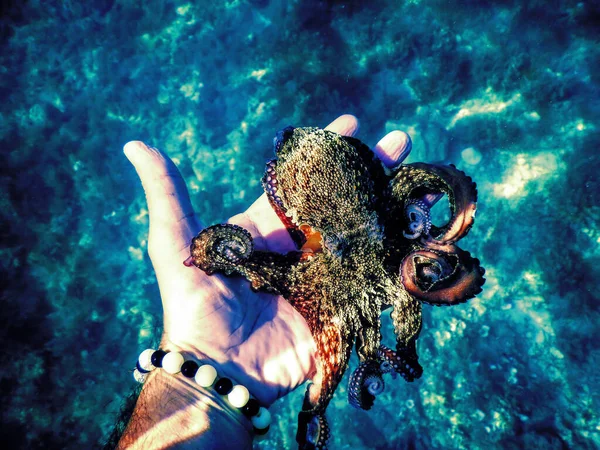 Small Common Octopus on Caucasian Man Hand, Underwater