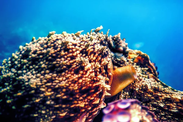Προβολή Ενός Κοινού Χταποδιού Octopus Vulgaris Υποβρύχιου — Φωτογραφία Αρχείου