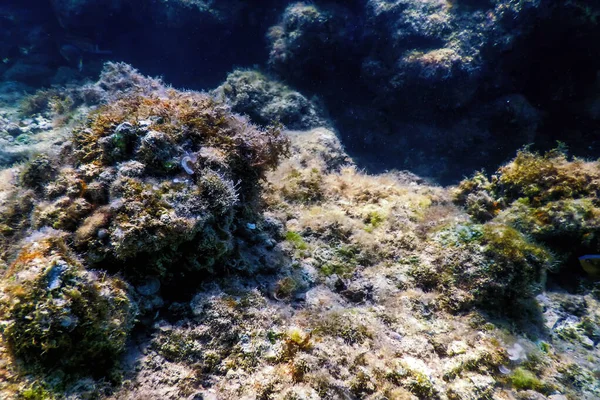 Arrecife Paisaje Submarino Con Algas Fondo Submarino Azul — Foto de Stock