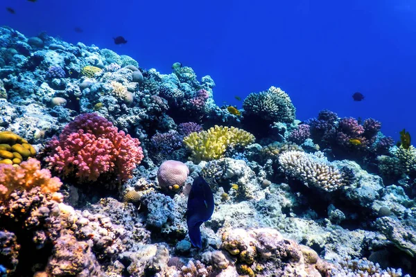 Mercan resifinin sualtı manzarası, tropikal sular, deniz yaşamı.
