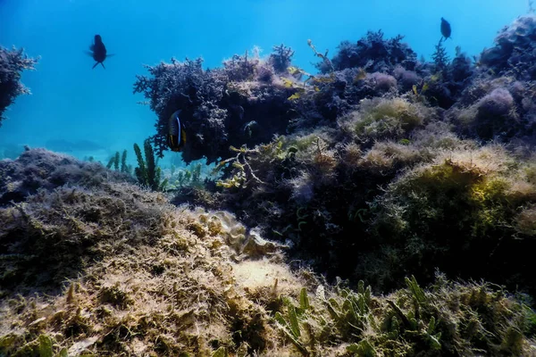 Barriera Corallina Subacquea Con Alghe Sfondo Blu Subacqueo — Foto Stock