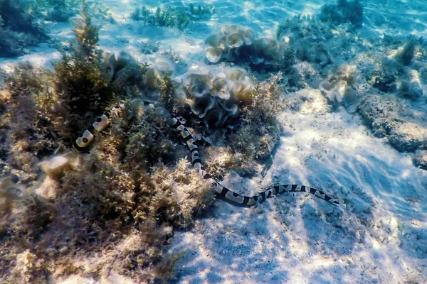 Anghilă Șarpe Myrichthys Colubrinus Apele Tropicale Viața Marină — Fotografie, imagine de stoc