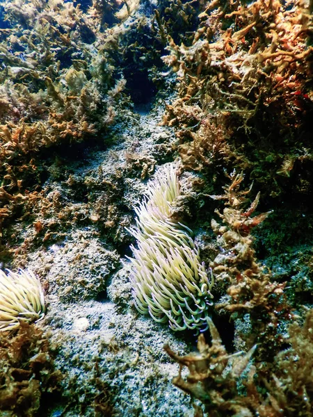 Podwodne Krajobraz Anemonem Anemonia Sulcata Tropikalne Morze Podwodne — Zdjęcie stockowe