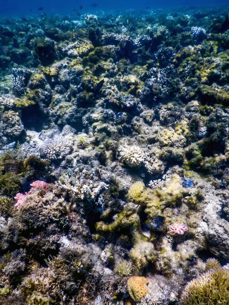 Подводный Ландшафтный Риф Водорослями Синий Подводный Фон — стоковое фото