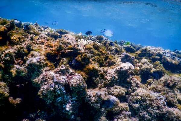 Undervattensrev Med Alger Blå Undervattensbakgrund — Stockfoto