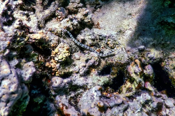 黄網ナマズ 網ナマズ Corythichthys Flavofasciatus 熱帯水 海洋生物 — ストック写真