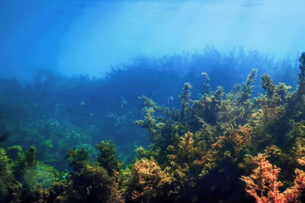 Rumput Laut Bawah Air Rumput Laut Dangkal Air Dekat Permukaan — Stok Foto