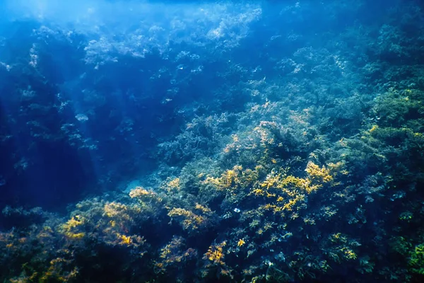 Underwater Scene Sunlight, fish Underwater Life background
