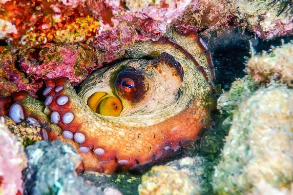 Cacher Pieuvre Sur Récif Vie Sous Marine — Photo