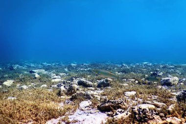 Doğal ortamında hamamböceği balığı, tatlı su balığı az sudadır.