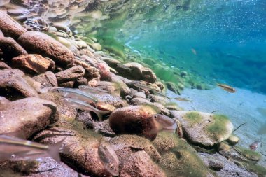 Doğal habitatta balıklar, su altında tatlı su balıkları.