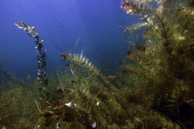 Sualtı Tatlı Su Flora, Sualtı Manzarası, Su altı Flora