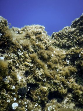Su altında Deniz Yaşamı, Su altında Yaşam, Vahşi Yaşam