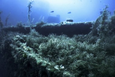 Mavi Sudaki Gemi Enkazı, Büyüyen Mercanlarla Paslı Gemi Enkazı, Sualtı