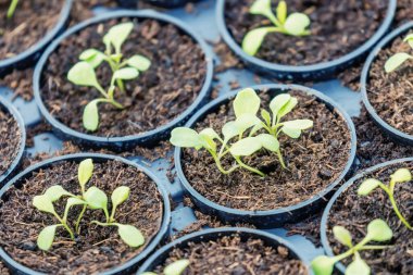 Rucola Hidroponik Çiftliği. Genç Rucola bitkileri, Young rockets, Rucola lahanaları, Spring Seedlings. Sağlıklı Sebze.