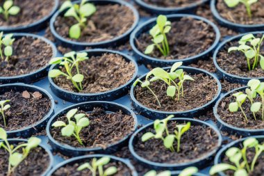Rucola Hidroponik Çiftliği. Genç Rucola bitkileri, Young rockets, Rucola lahanaları, Spring Seedlings. Sağlıklı Sebze.