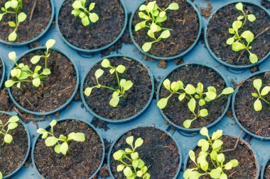 Genç Rucola bitkileri, Young rockets, Rucola lahanaları, Spring Seedlings. Sağlıklı Sebze.