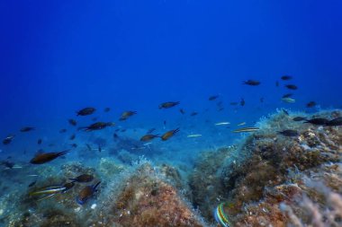 Deniz Yaşamı Su Altında Kayalar Güneş Işığı, Su Altında Yaşam, Vahşi Yaşam