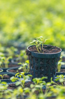 Rucola Hidroponik Çiftliği. Genç Rucola bitkileri, Young rockets, Rucola lahanaları, Spring Seedlings. Sağlıklı Sebze.