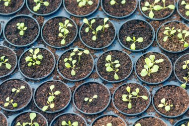 Genç Rucola bitkileri, Young rockets, Rucola lahanaları, Spring Seedlings. Sağlıklı Sebze.