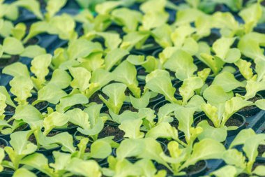 Marul filizlenir. Yeşil genç marul bitkiler. Marul fidesi. Bahar fidan.