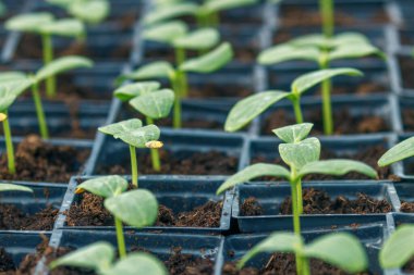 Salatalık filizleri, Salatalık Saksısı. Filizlenmiş salatalık. Bahar Tohumları.