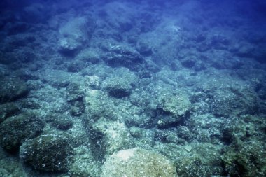 Okyanus tabanının dibindeki kayalar, sualtı yaşamı
