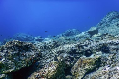 Deniz Yaşamı Su Altında Kayalar Güneş Işığı, Su Altında Yaşam, Vahşi Yaşam