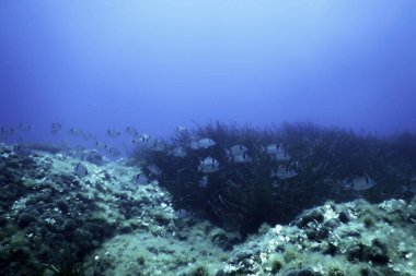 İki Şeritli Balıkçılık Okulu (Diplodus vulgaris)