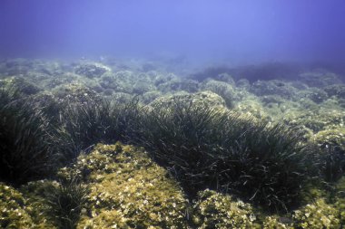 Deniz Çimeni Su Altında, Yeşil Deniz Çimeni