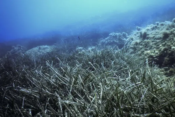 stock image Sea Grass Underwater, Green Sea Grass