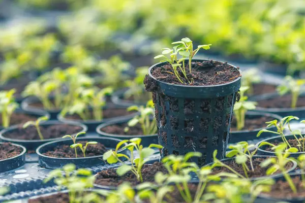 Rucola Hidroponik Çiftliği. Genç Rucola bitkileri, Young rockets, Rucola lahanaları, Spring Seedlings. Sağlıklı Sebze.